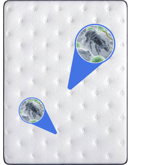 Mites image